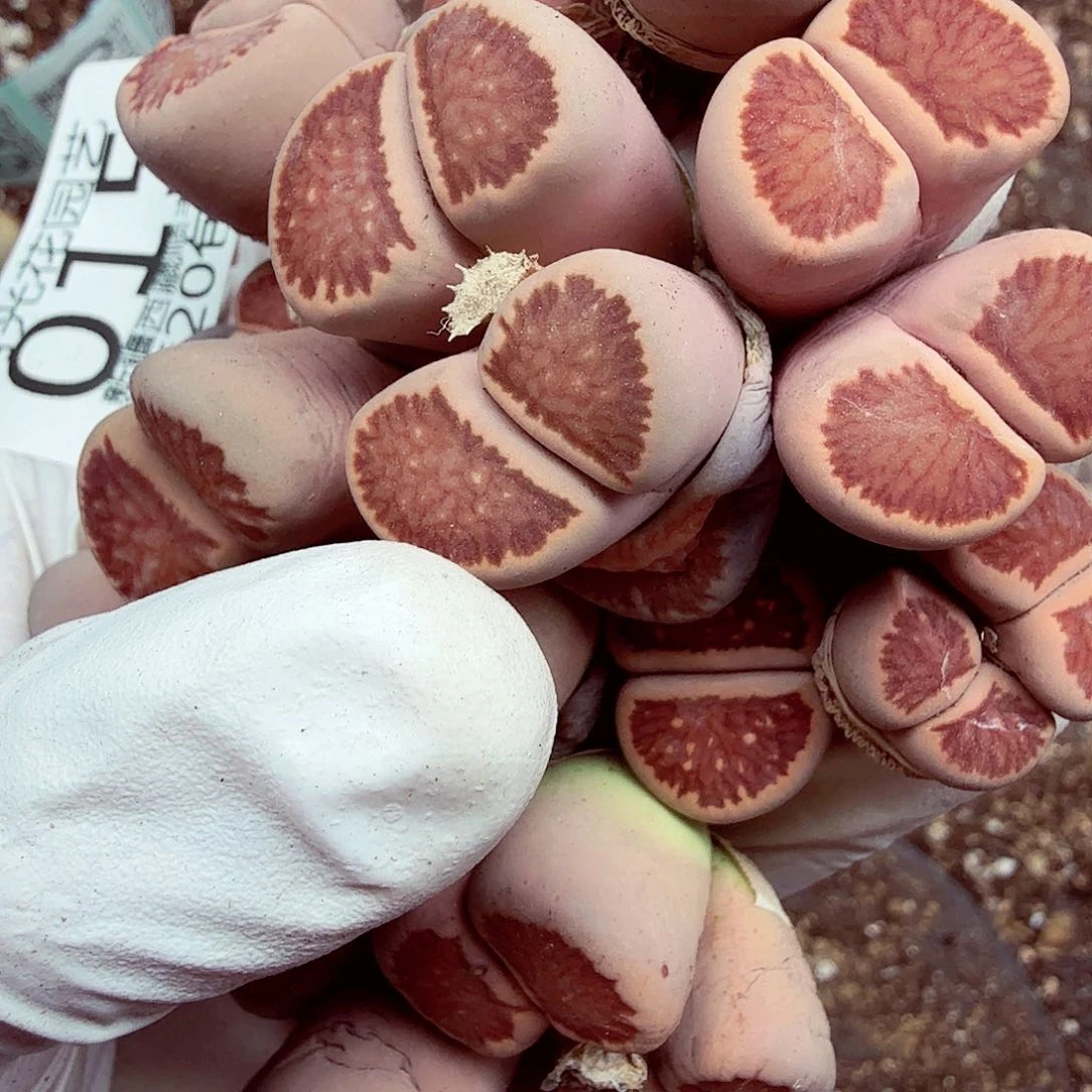 晴**璃我就觉得这个电影的导演应该在015