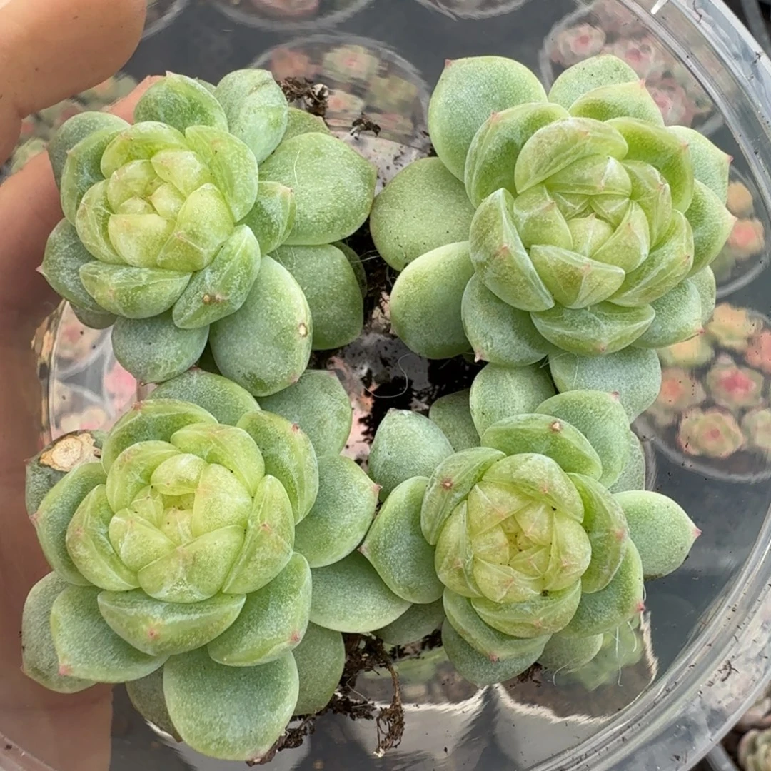 一物一拍一物一拍1030-55