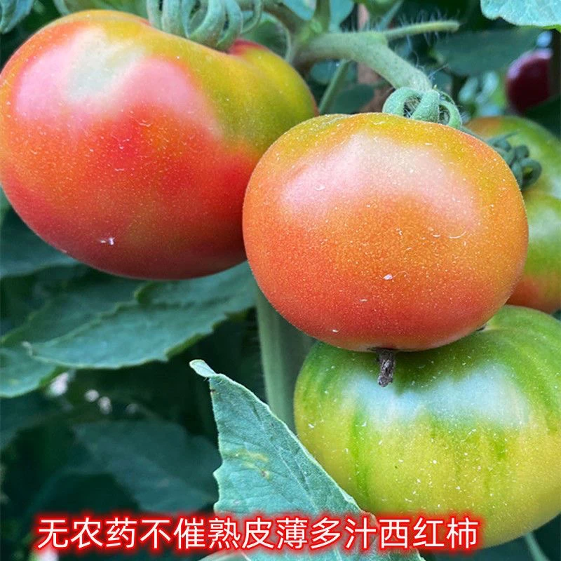 大草莓 红美人老品种沙瓤西红柿 小时候西红柿 3斤和5斤 顺丰快递新鲜西红柿天津市