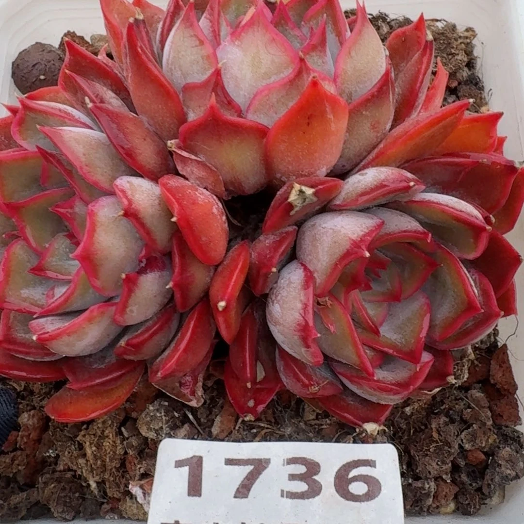 1736一物一拍（满28包邮）