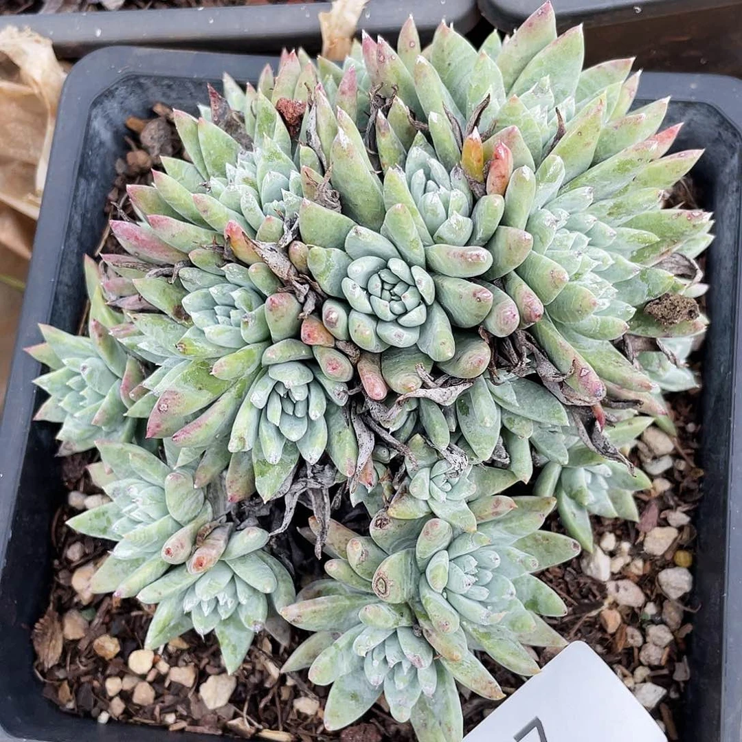 白姆大群多头1097