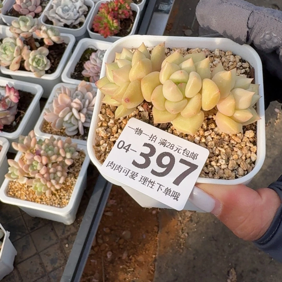 黄金象牙整群无盆土发货