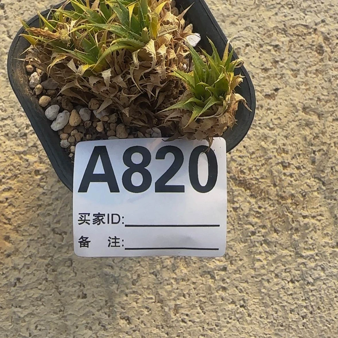 【闪购商品】买****?块根植物