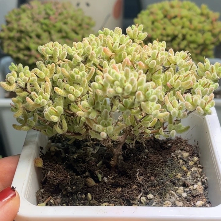 12紫冰晶优选枝干番杏