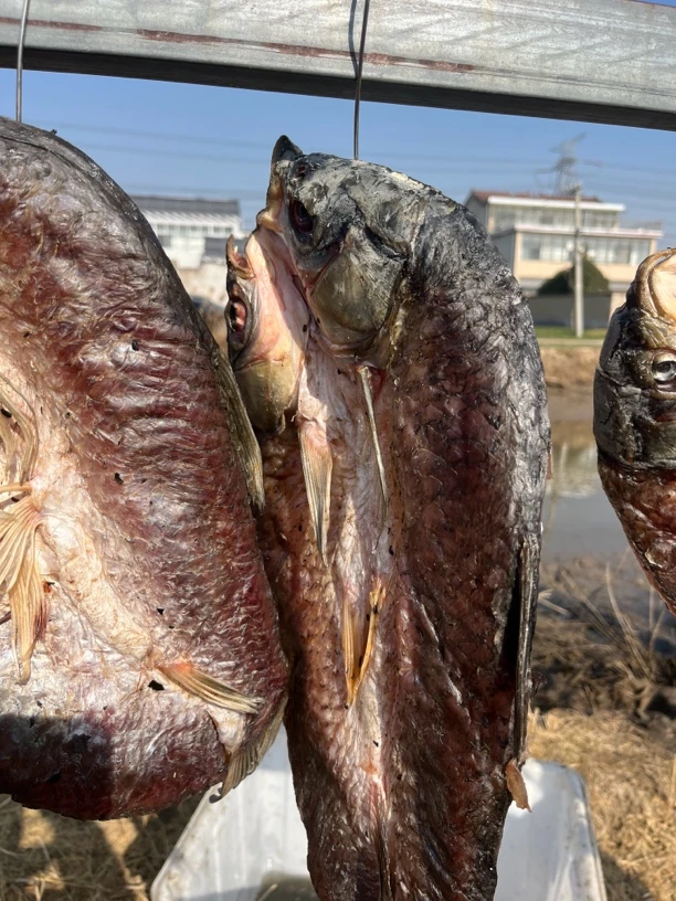 （左主任农产品）苏北农家腌制草鱼