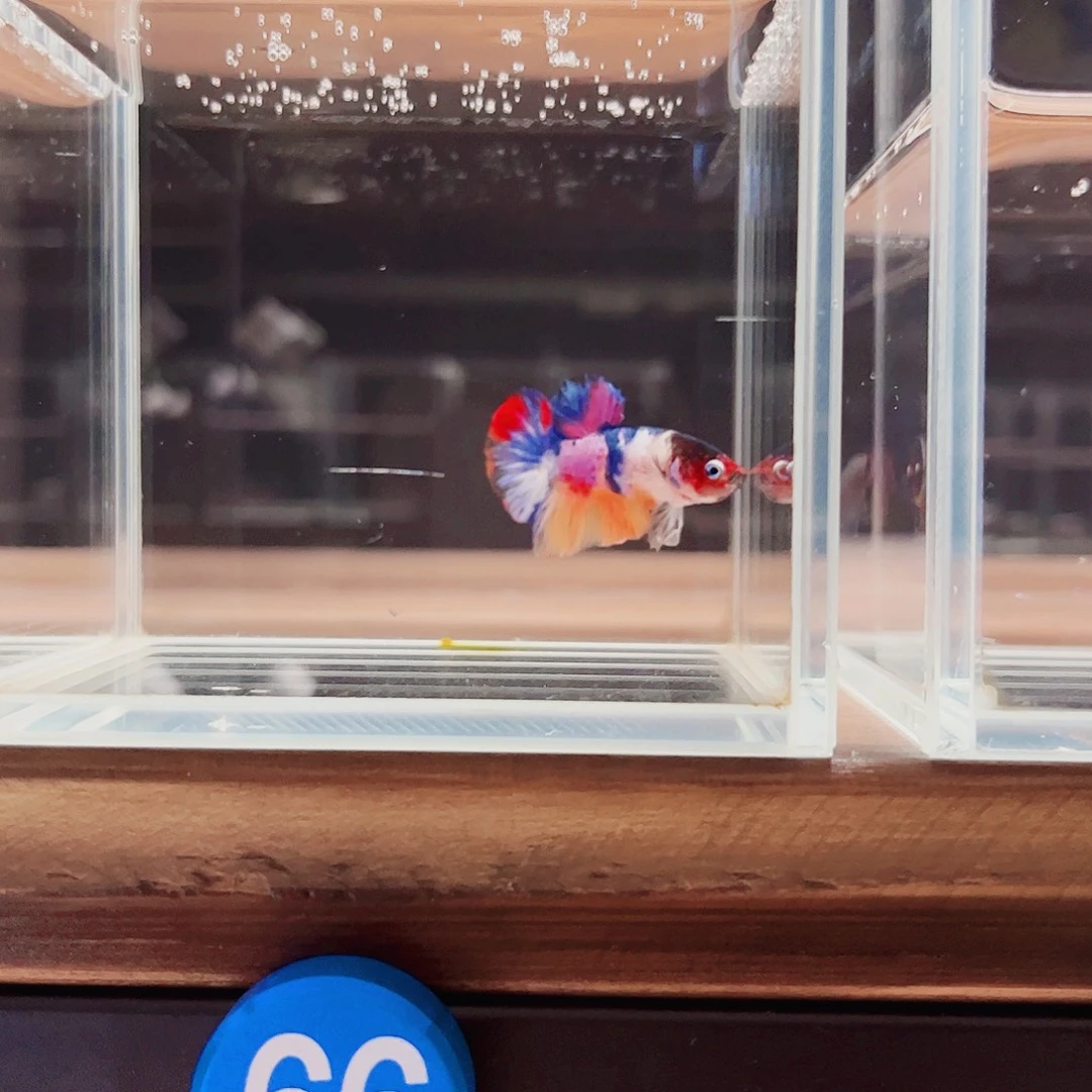 海水鱼宙斯斗鱼竞拍09-19