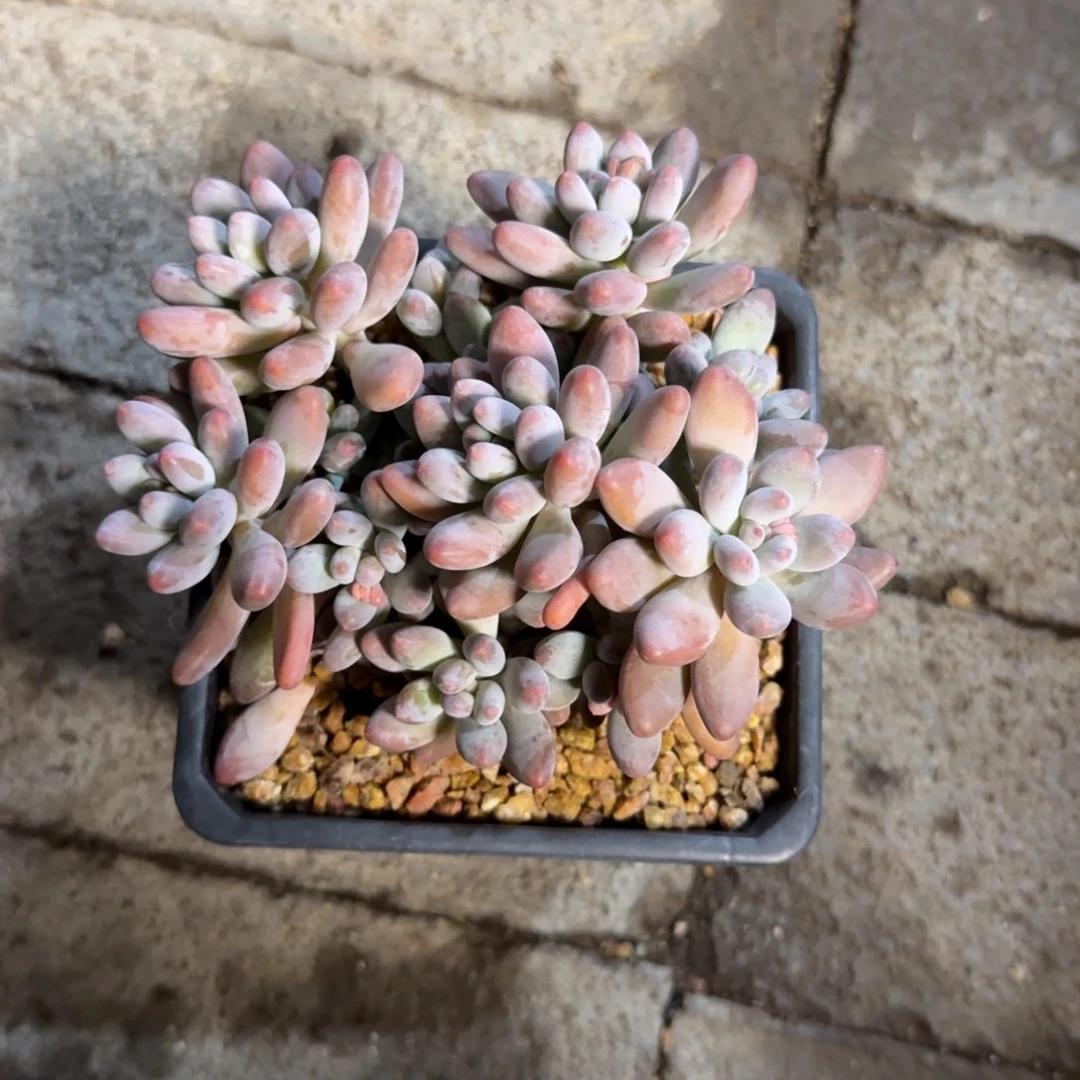 猪***夫111111111111111111222222