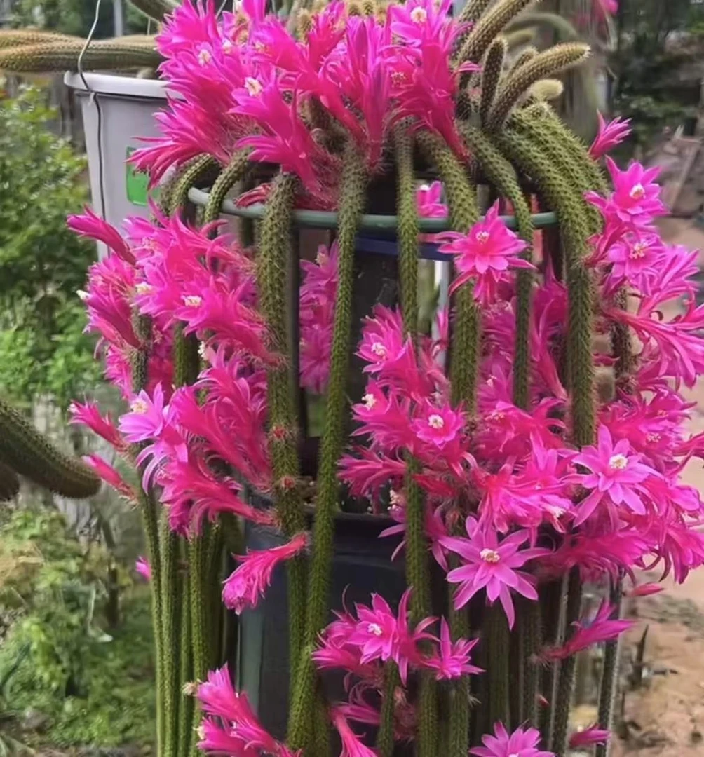 鼠尾 仙人球夏型种绿植盆栽桌面阳台办公室摆件