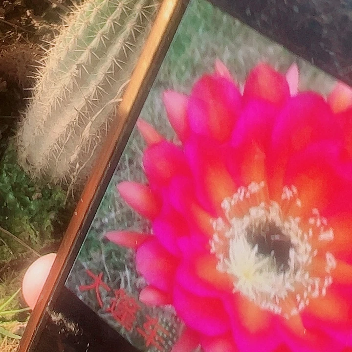 毛花柱 大篷车 有根18厘米