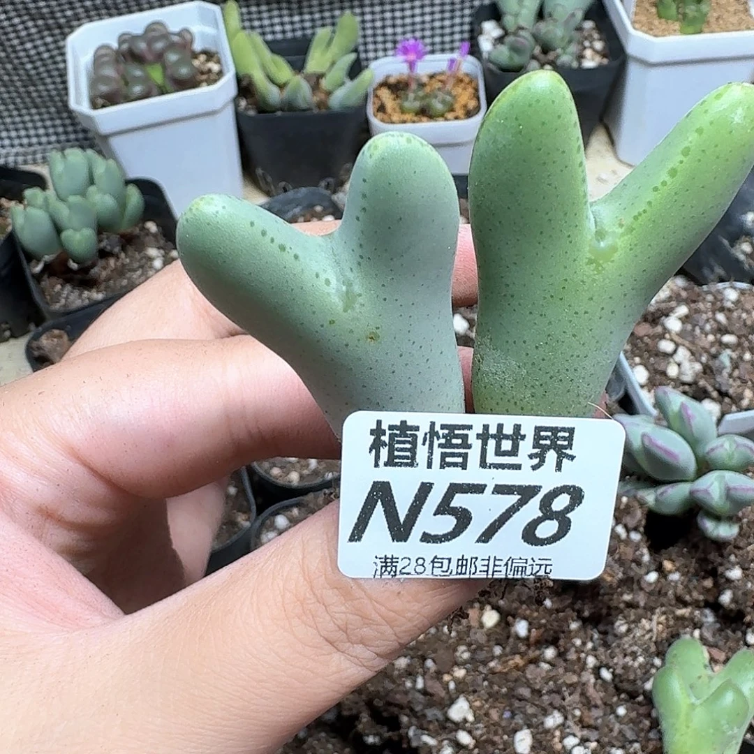 多肉植物的润泽徐