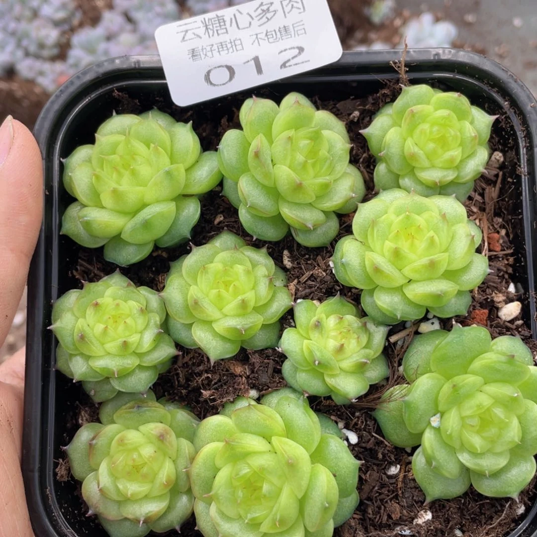 云糖心多肉植物12
