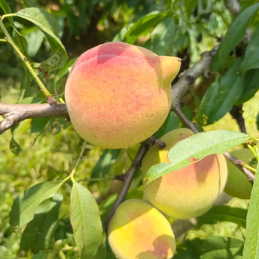 湖南郴州鹰嘴桃，顺丰包邮