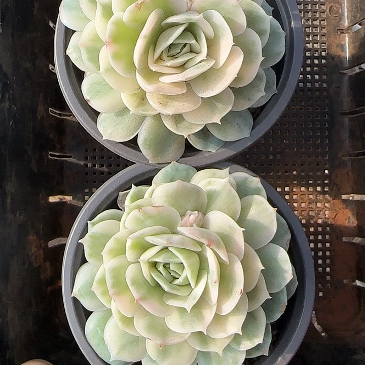 花时光精品多肉278