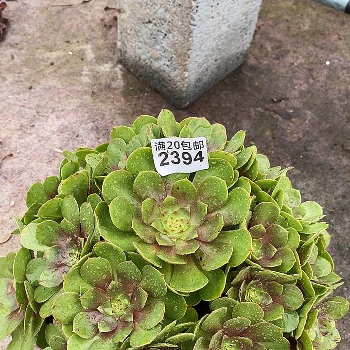 2394 一颗法师多肉