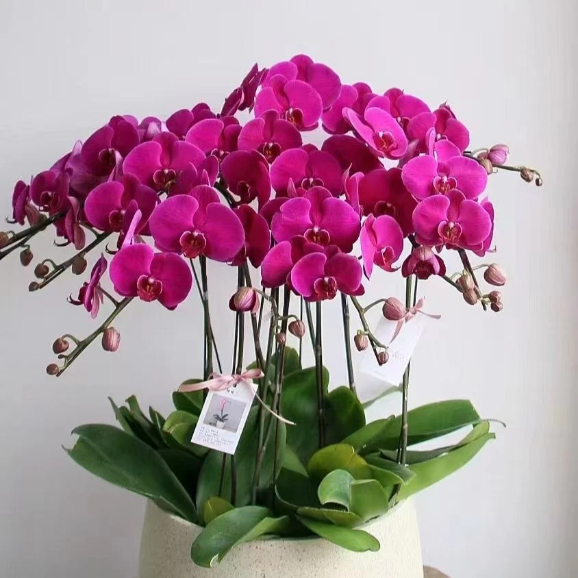 特A大辣椒客厅装饰结婚手礼佳品如有折损按照比例赔付不支持退货