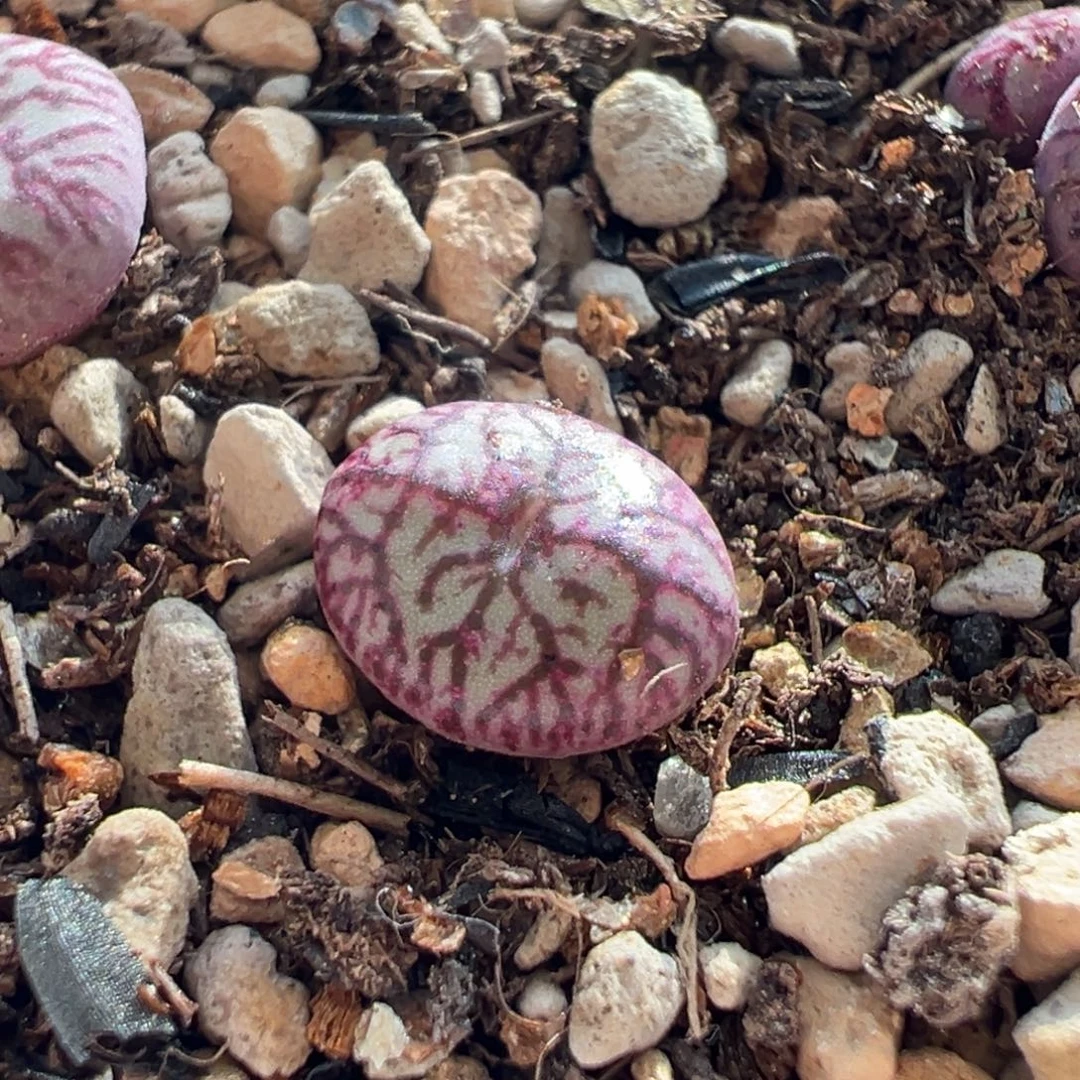 漂亮的羽毛纹路杂多肉