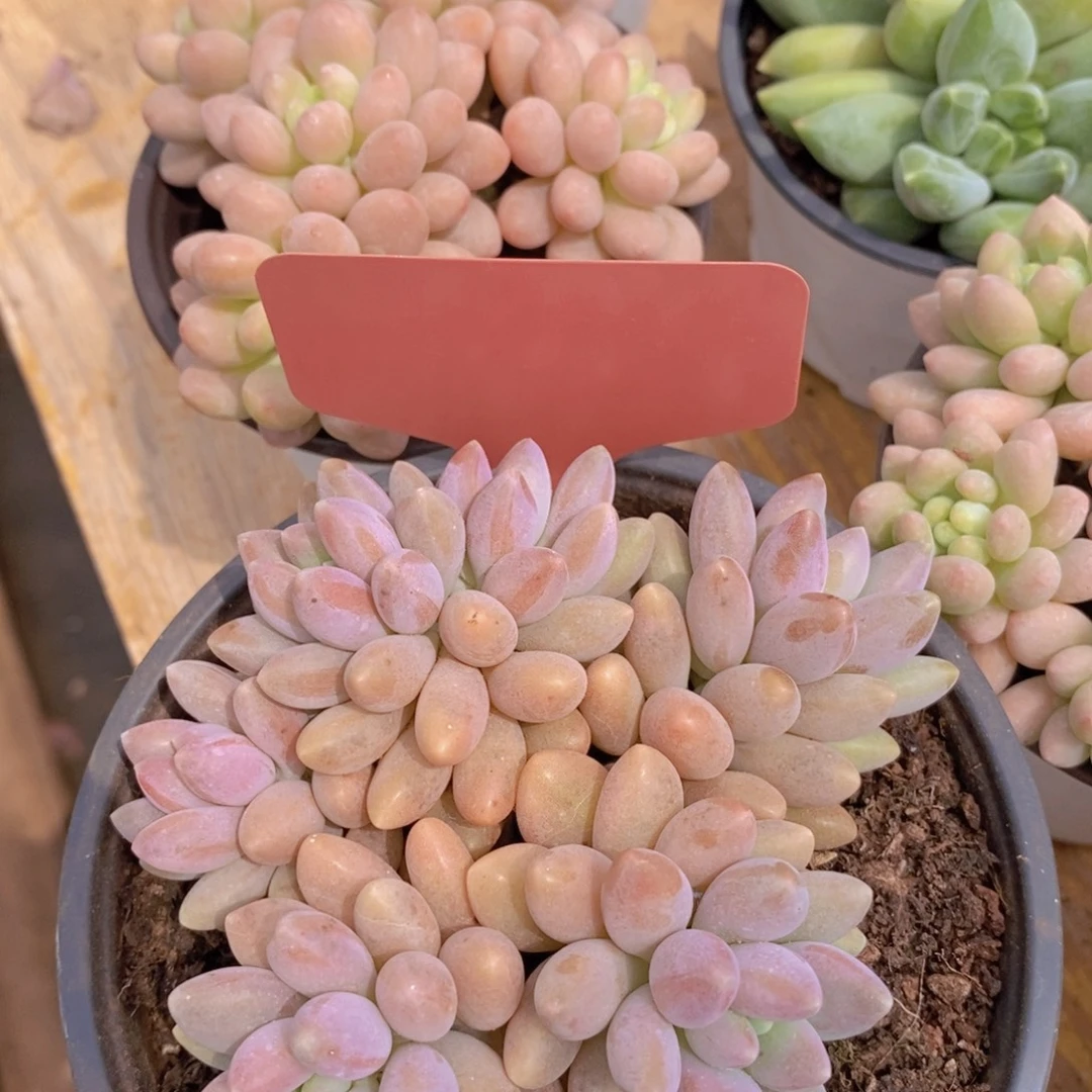 清位置，放寄养，仅限1.5天发货