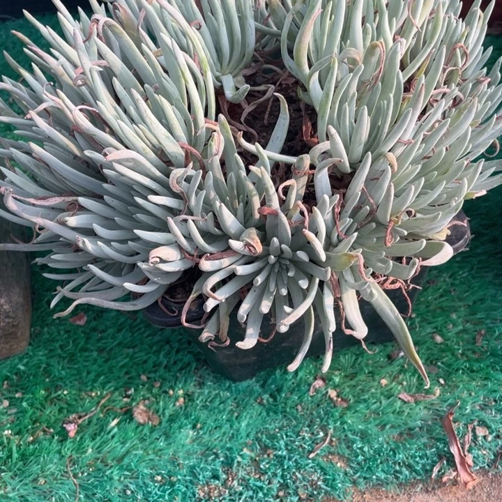 313爱杜丽丝多肉植物
