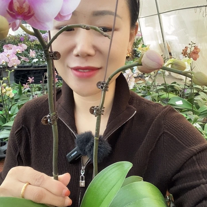无花朵杭州美女蝴蝶兰