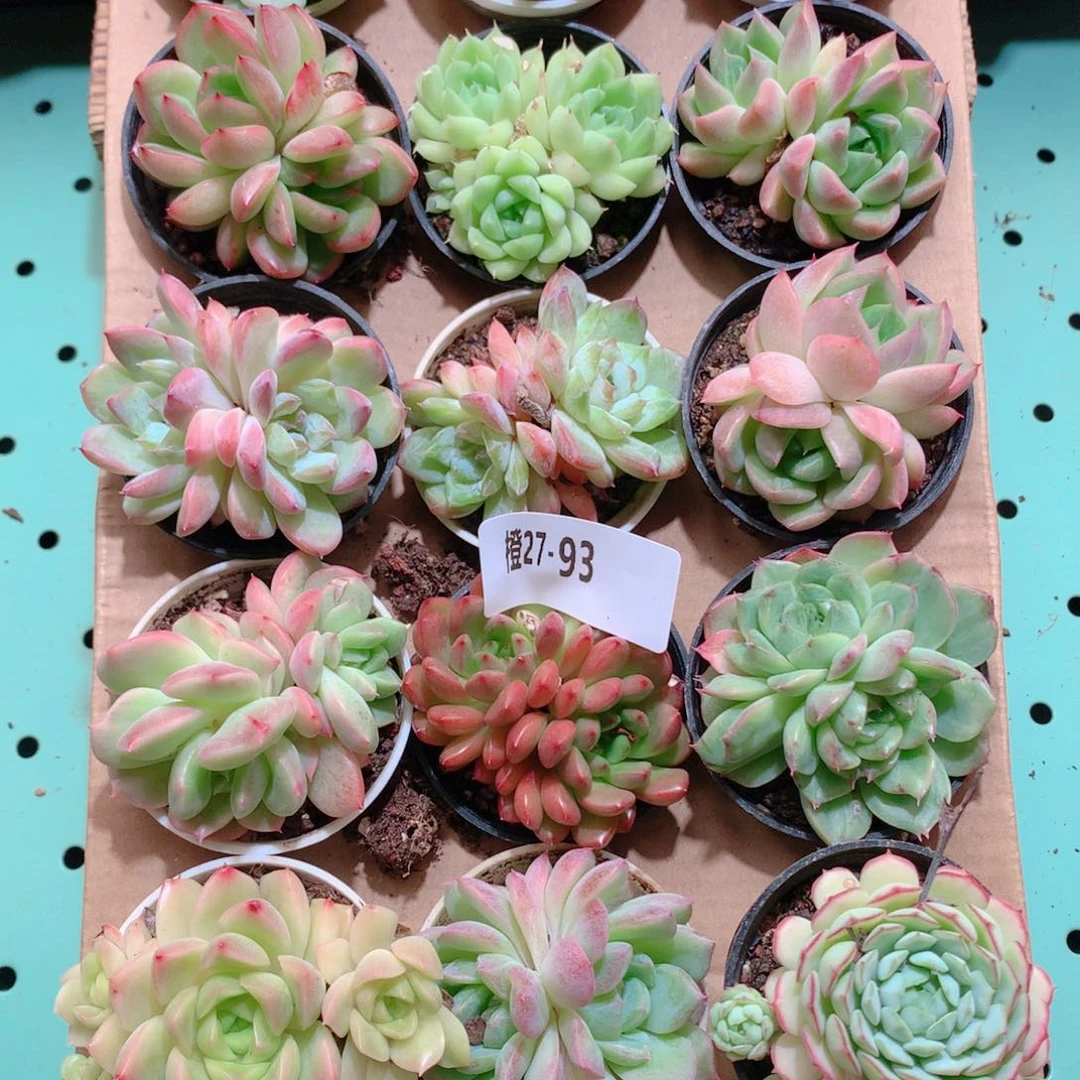 27-93一物一拍带盆18颗