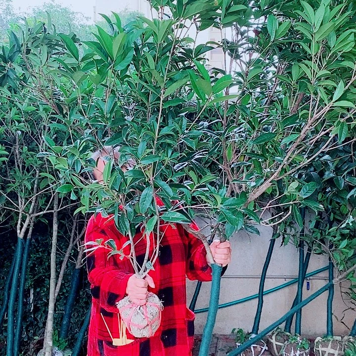 陕***旭完全开放1/2左右金桂