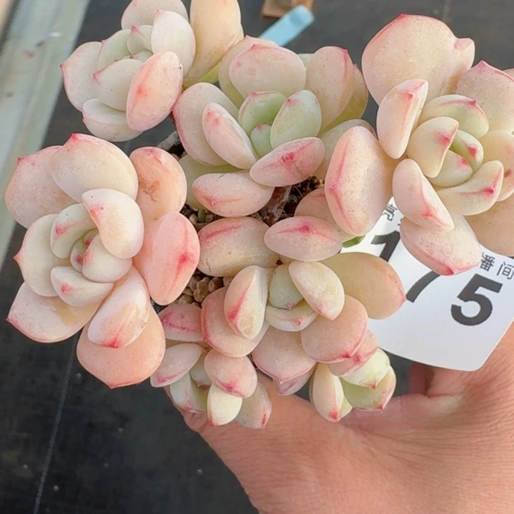 香草  祝大家心情好，家庭好，事业好！事事好！