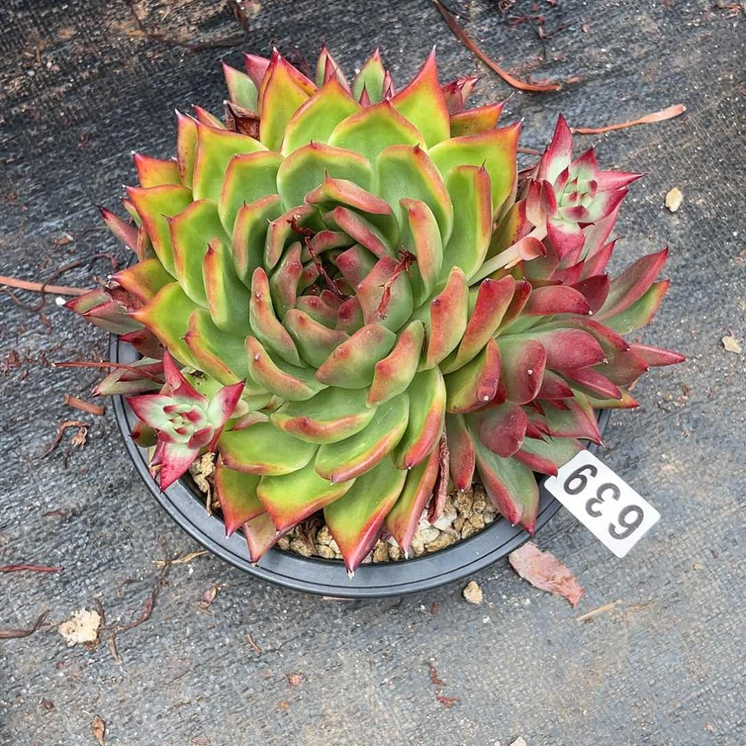 若如东云组拍639