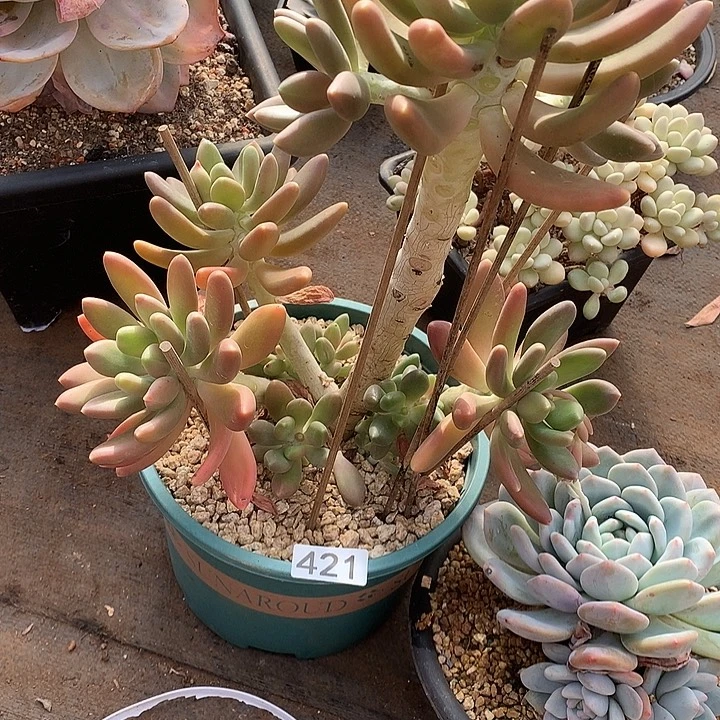 421金蟾一物一拍多肉