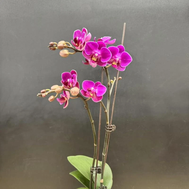 蝴蝶兰【梅里达】精品室内花卉昆明直发