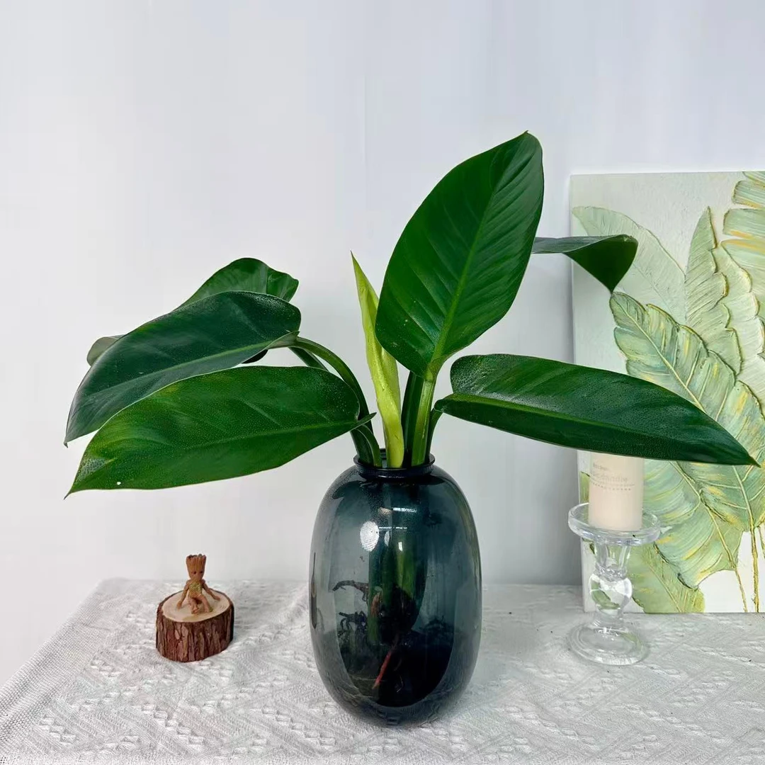 大叶金钻水培绿植办公室桌面植物吸甲醛室内客厅花卉盆栽四季好养