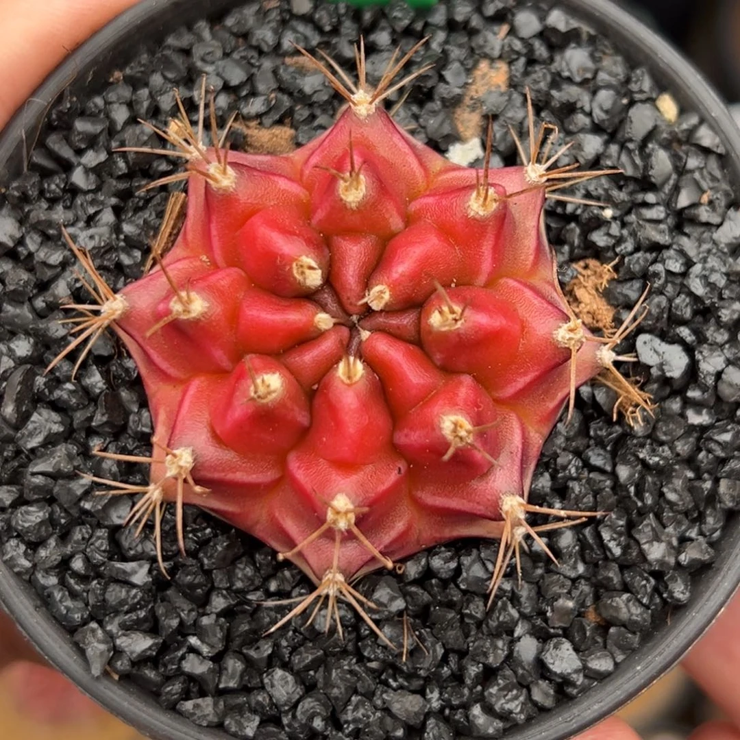 泰系实生皮色球H68