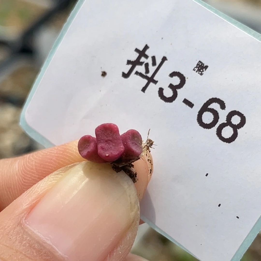 3-68肉锥多肉植物