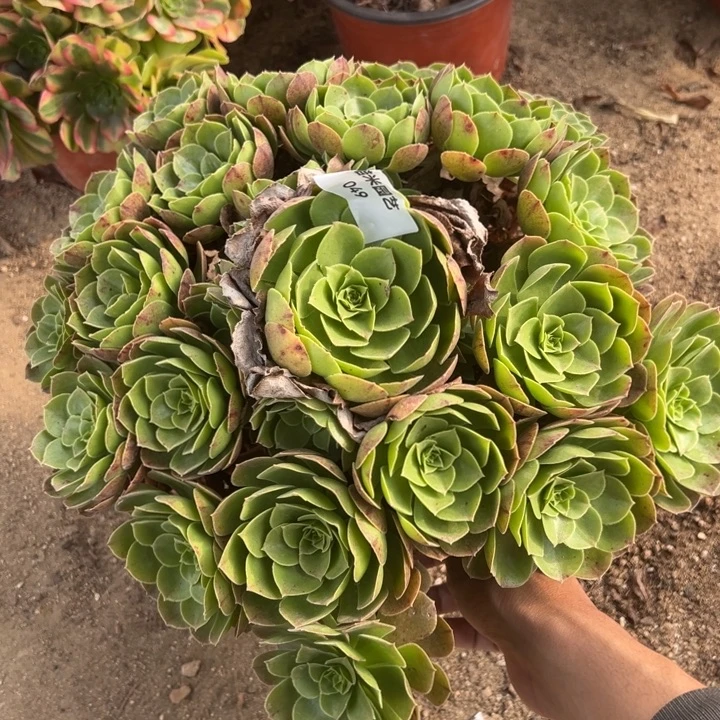 万圣节沙拉碗大手捧多肉植物049