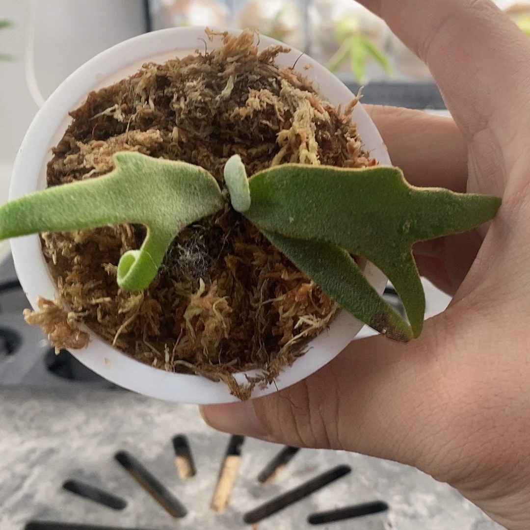 无花朵侏儒珍妮鹿角蕨