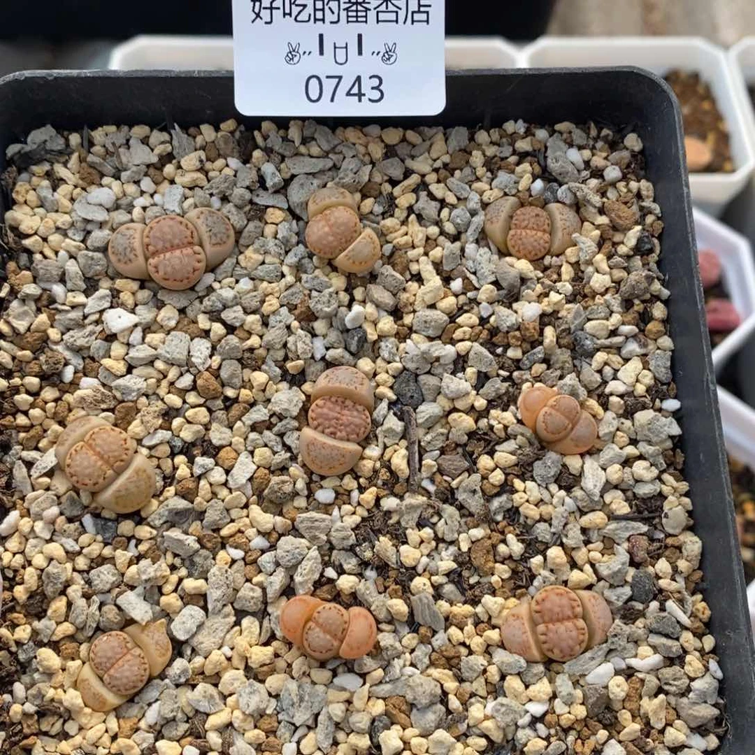 0743。零下拍保温。脱土