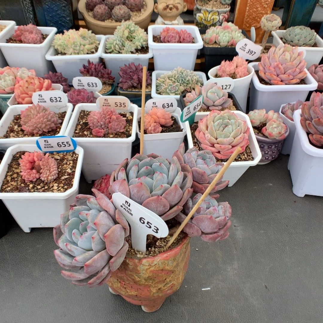 反*序653 特老桩星影多肉