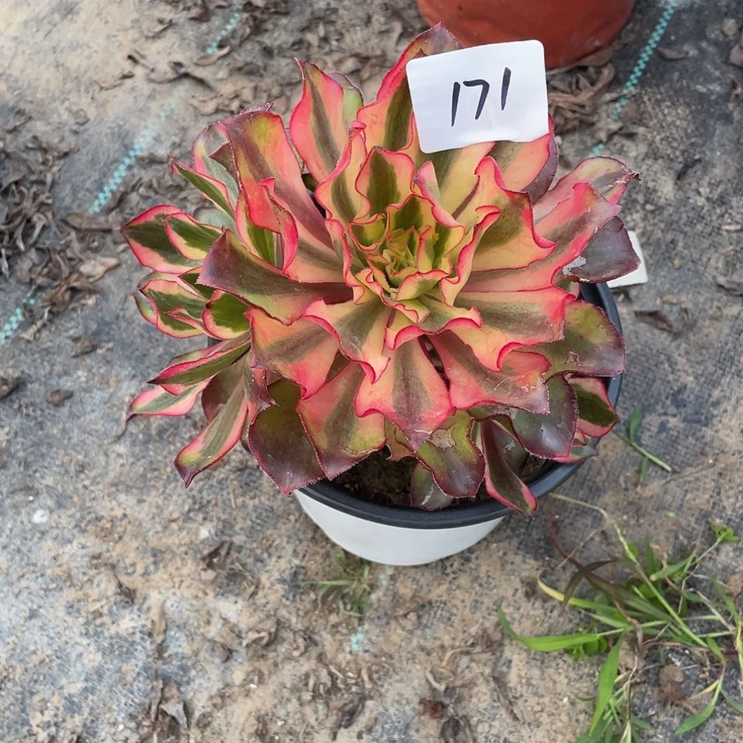 法师植物魅影法师171