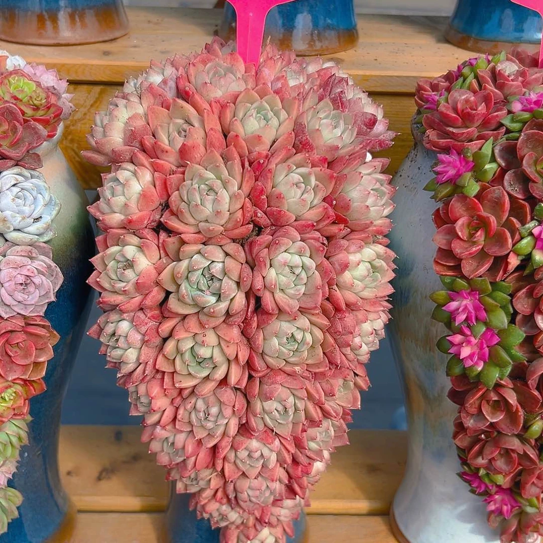 036啊加人多肉与