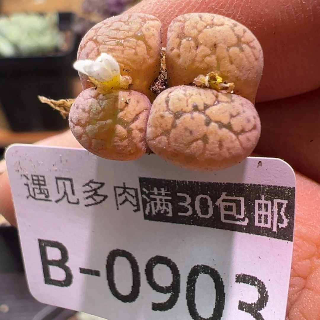 多肉植物111111111111