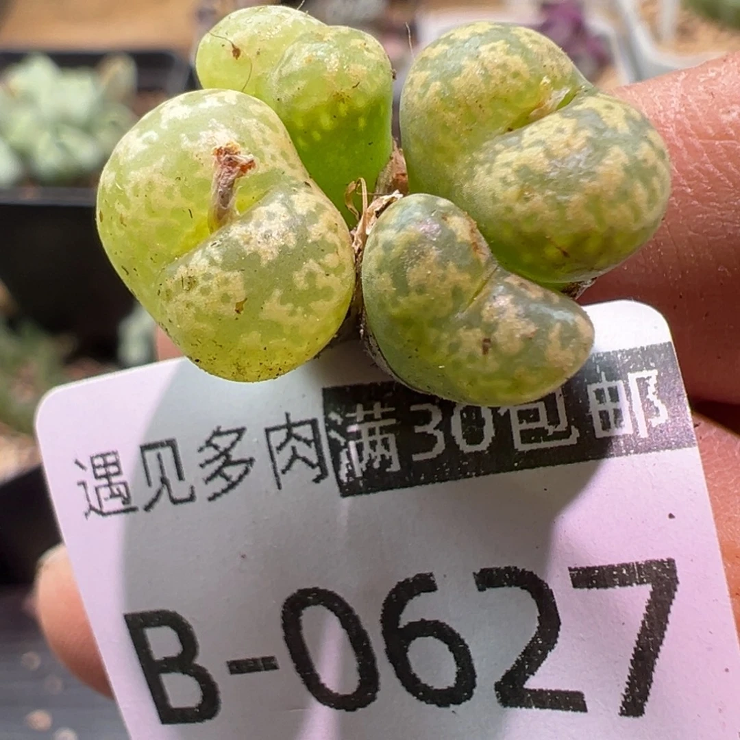 多肉植物1111111111111