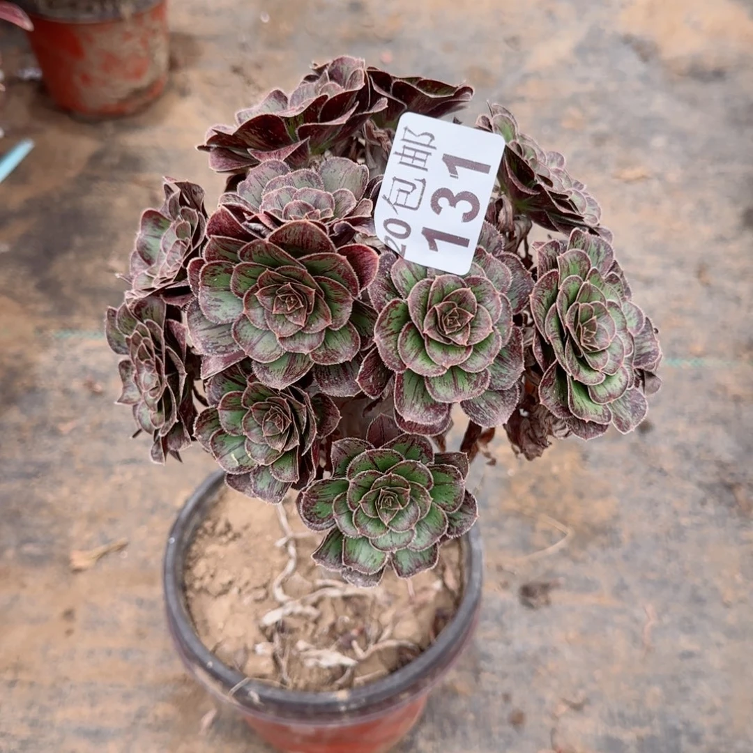 拉丝锦131满20包邮断枝不包