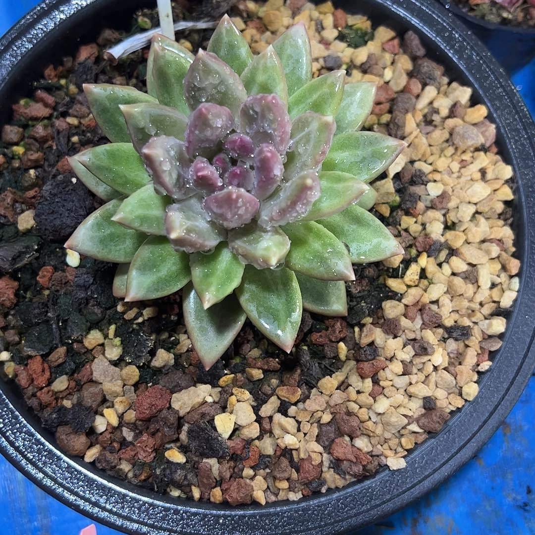 迷雾泡泡57号多肉植物