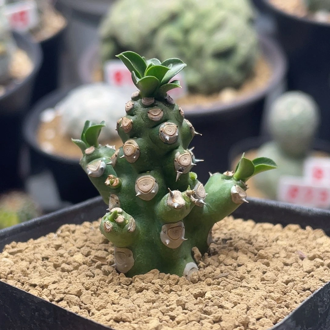 老桩多枝无刺霸王鞭仙人球