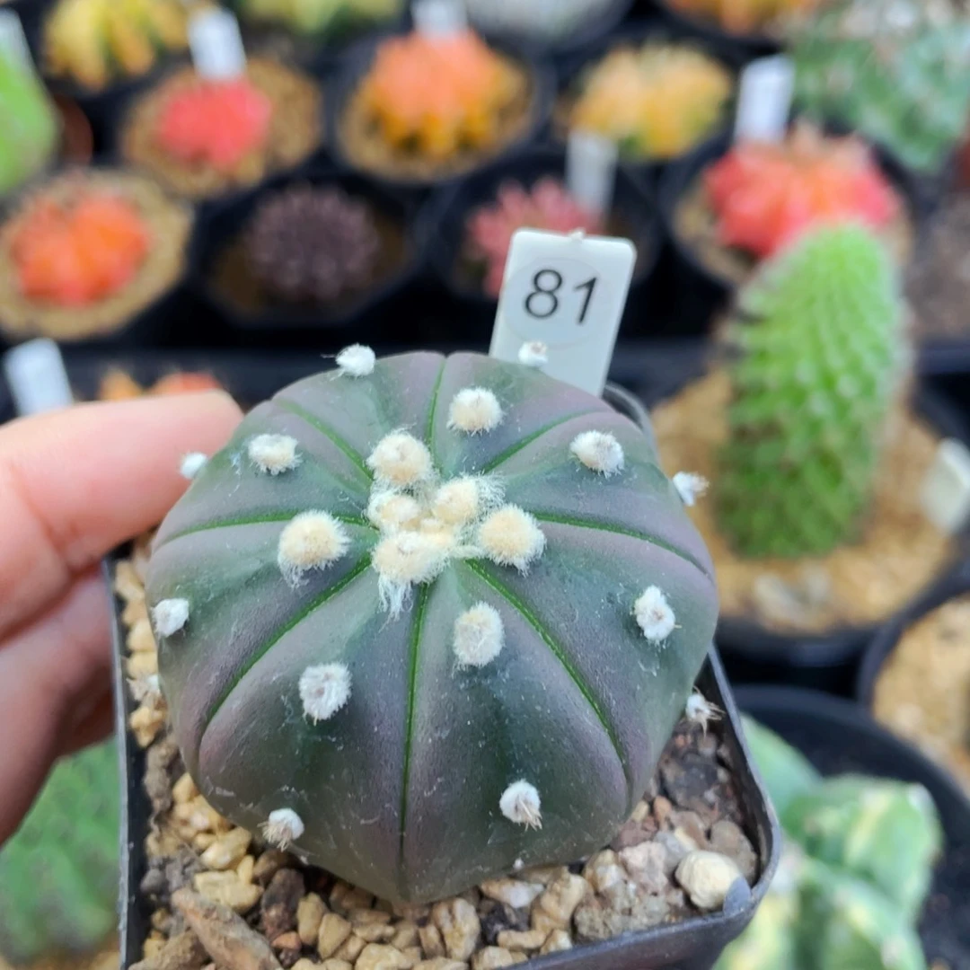 紫皮海星盆5公分满25包邮裸根发货
