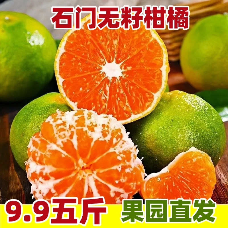 正宗湖南石门蜜桔秀坪新鲜现摘树上熟无籽薄皮青皮柑橘子当季水果