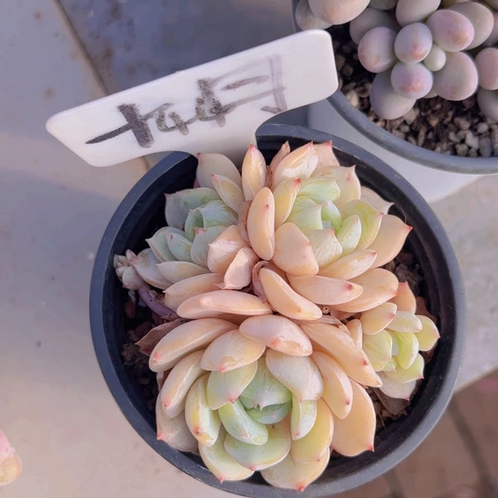 健健康康平平安安