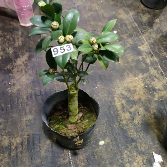 宫粉953原盆原土发货