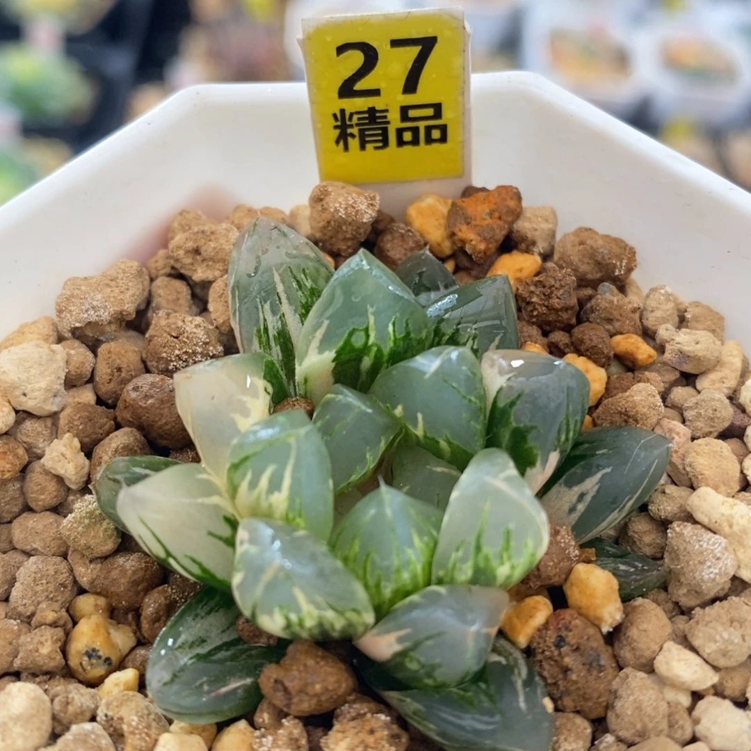 不开花植物27北极之光