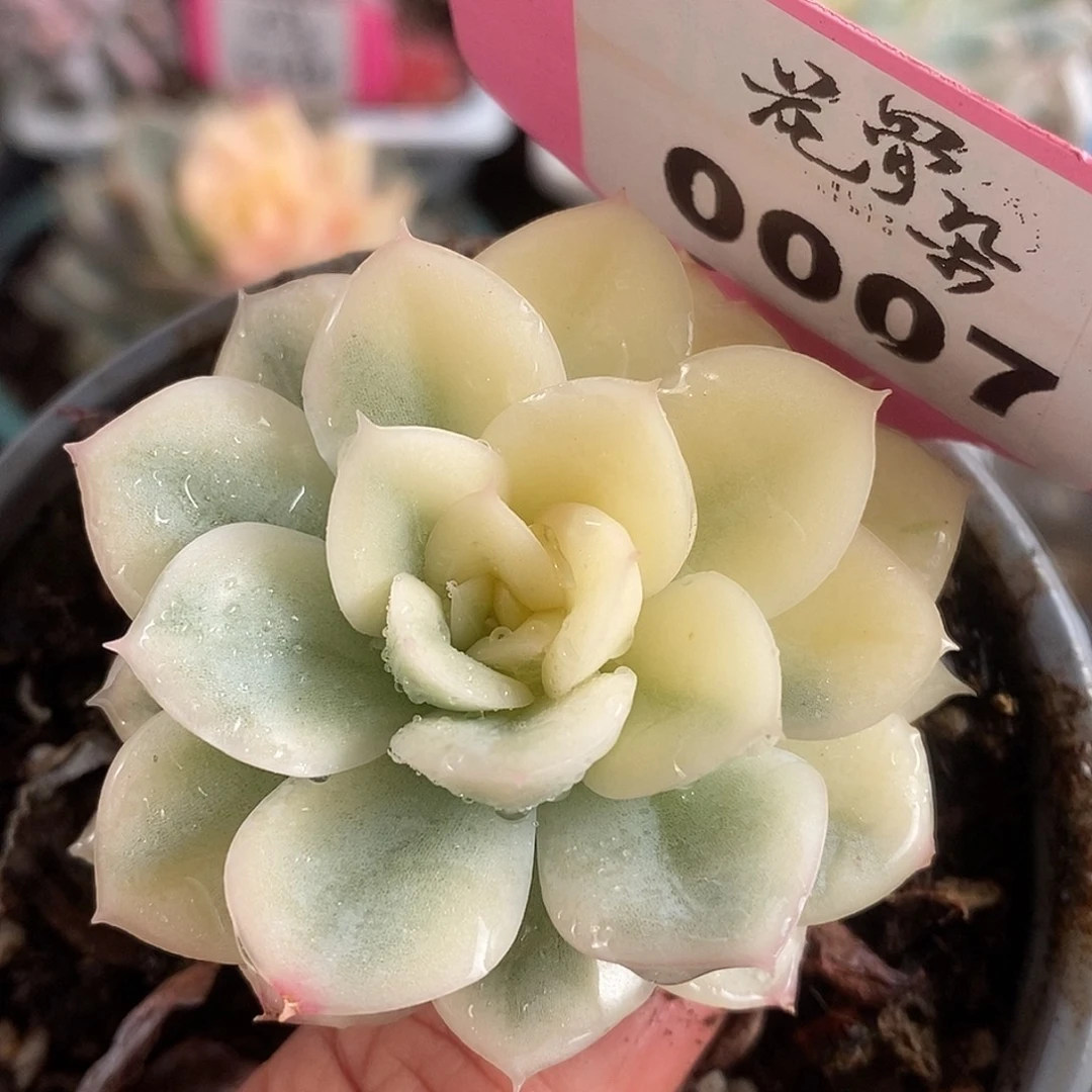 007月亮仙子哈哈哈哈