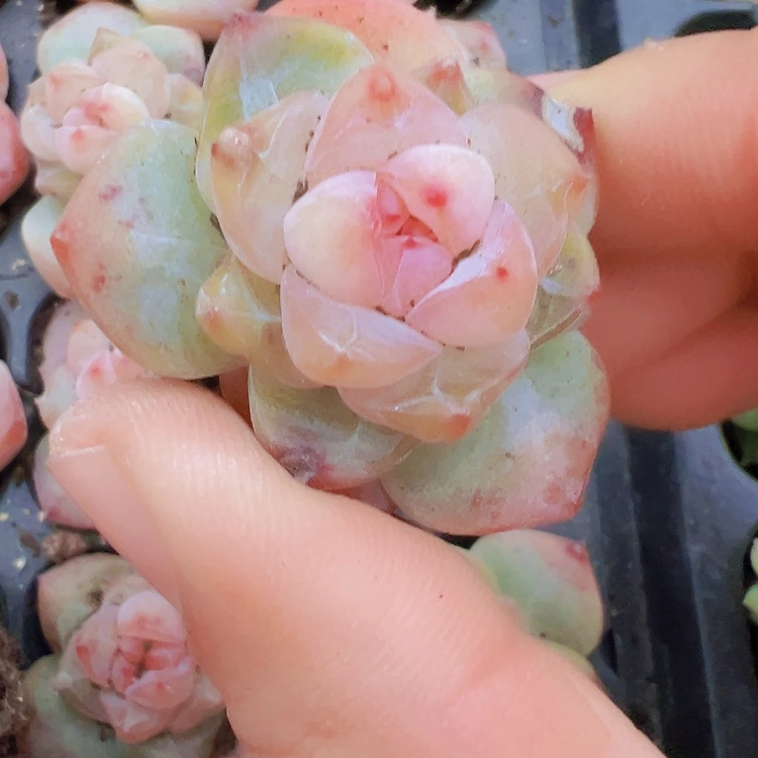 繁星珍妮苗5颗多肉